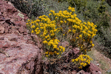 Arizona USA