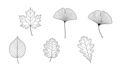 Obraz premium A set of various tree leaves including maple ginkgo and oak illustrated in a detailed black and white engraving style.