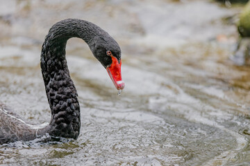 Schwarzschwan