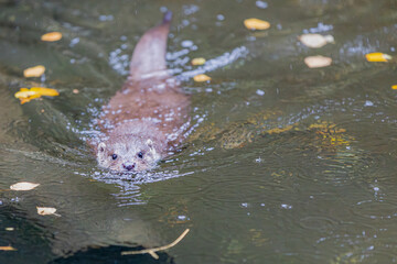 Fischotter