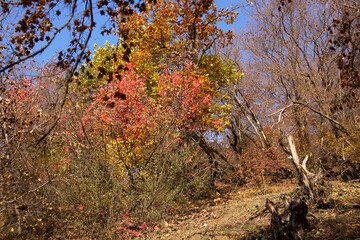 Yellow leaves on the ground in the forest.