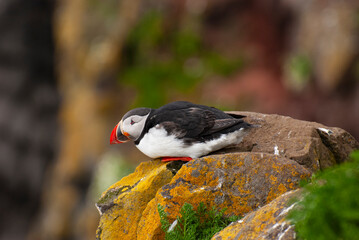 Puffin in Látrabjarg – Innri-Barðsvogur, Iceland