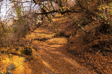 Yellow leaves on the ground in the forest.