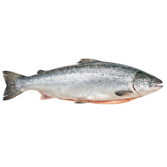 Obraz premium Whole fresh raw salmon fish, healthy seafood food ingredient ready for cooking on transparent background
