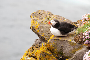 Puffin in Látrabjarg – Innri-Barðsvogur, Iceland