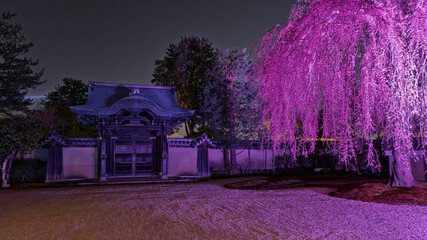 Beautiful illuminated Kodai-ji temple during illumination show with pink and blue spring foilage in Kyoto, Japan.