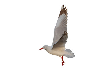 An albino seagull flying isolated on transparent background png file