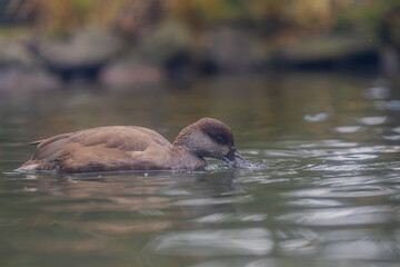 Fototapeta premium Tafelente
