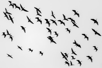 Obraz premium Moments of bird