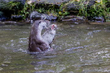 Fototapeta premium Fischotter