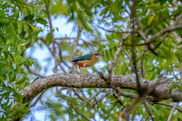 Moments of bird