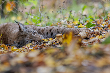 Luchs im Herbstlaub