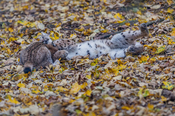 Luchs im Herbstlaub