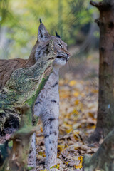 Luchs im Herbstlaub