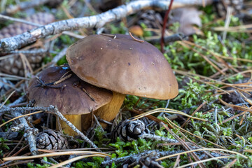 Pilz Macro im Wald