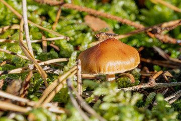 Pilz Macro im Wald