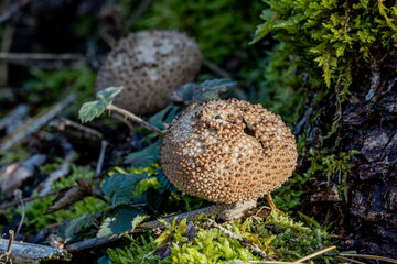 Pilz Macro im Wald