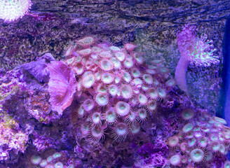 Marine aquarium with different corals. Ocean
