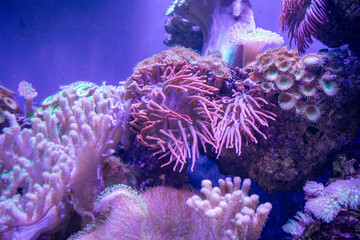 Marine aquarium with different corals. Ocean
