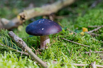 Pilz Macro im Wald
