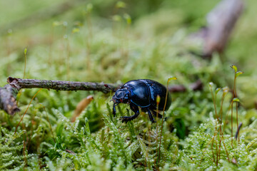 Macro Mistkäfer im Moos 