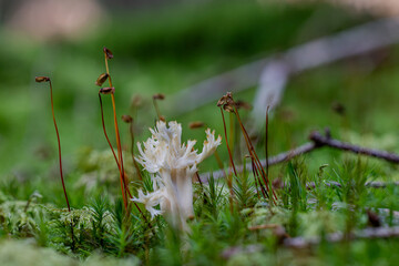 Pilz Macro im Wald