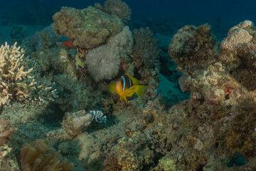 Fototapeta premium Clown-fish anemonefish in the Red Sea Colorful and beautiful, Eilat Israel 