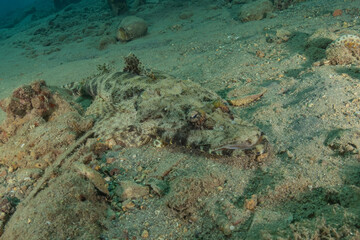 Fish swimming in the Red Sea, colorful fish, Eilat, Israel
