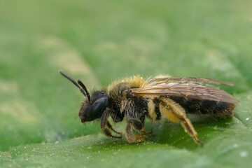 Closeup on a female groove faced, mining bee Andrena angustior on a green leaf