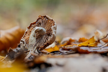 Pilz Macro im Wald