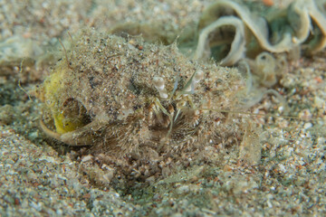 Fish swimming in the Red Sea, colorful fish, Eilat, Israel
