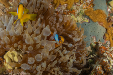 Clown-fish anemonefish in the Red Sea Colorful and beautiful, Eilat Israel
