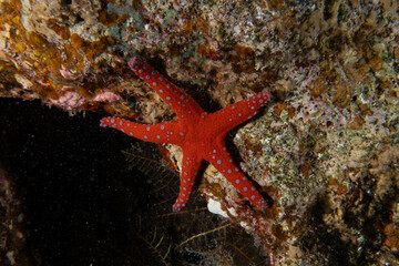 Starfish On the seabed in the Red Sea, Eilat Israel
