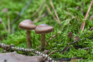 Pilz Macro im Wald