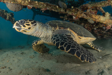 Fototapeta premium Hawksbill sea turtle in the Red Sea, Eilat Israel 
