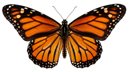 Monarch butterfly PNG isolated on transparent background, orange and black insect with intricate wing patterns for design projects