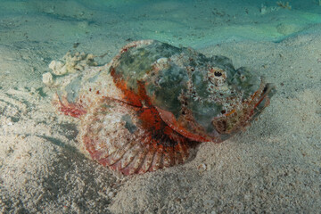 Fish swimming in the Red Sea, colorful fish, Eilat, Israel
