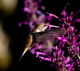 hummingbird feeding on flower