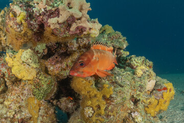 Fish swimming in the Red Sea, colorful fish, Eilat, Israel
