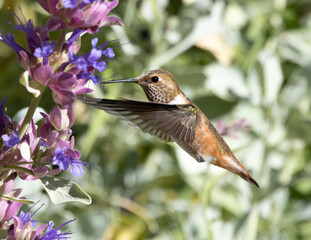 hummingbird in flight