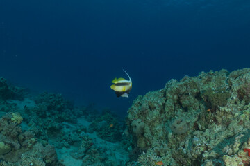 Fish swimming in the Red Sea, colorful fish, Eilat, Israel
