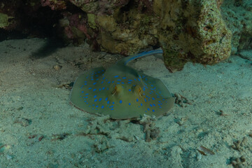 Blue-spotted stingray On the seabed in the Red Sea Eilat, Israel
