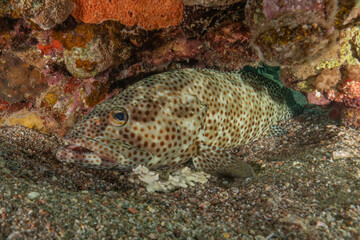 Fish swimming in the Red Sea, colorful fish, Eilat, Israel
