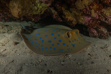 Blue-spotted stingray On the seabed in the Red Sea Eilat, Israel
