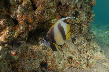 Fish swimming in the Red Sea, colorful fish, Eilat, Israel
