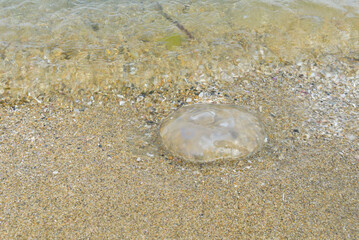 Moon jellyfish that washed up on the beach