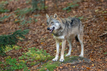 Fototapeta premium Wolf