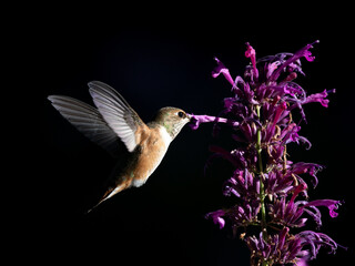 hummingbird in flight