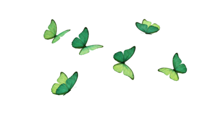 Green butterfly PNG image
