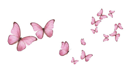 Pink butterfly PNG image